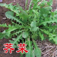 优质野菜种子济南批发，大叶荠菜种子菱角菜种子