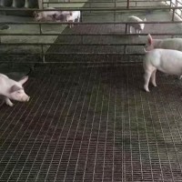 供应养猪钢丝网  母猪产床漏粪网  实体厂家有大量现货